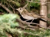 Hermit Thrush