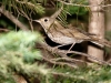 Hermit Thrush