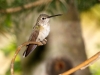 Calliope Hummingbird