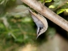 Red-breasted Nuthatch