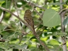 Cordilleran Flycatcher