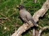 American Robin