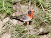 Red-faced Warbler