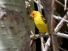 Western Tanager