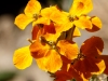 Sanddune Wallflower