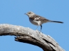 Northern Mockingbird