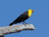 Yellow-headed Blackbird