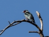 Lewis's Woodpecker