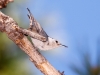 White-breasted Nuthatch