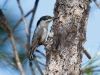 White-breasted Nuthatch