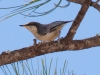 Pygmy Nuthatch