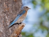 Western Bluebird