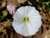 Field Bindweed