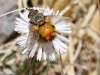 Spreading Fleabane