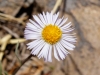 Spreading Fleabane