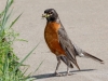 American Robin