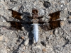 Common Whitetail Skimmer Dragonfly