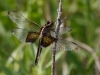 Widow Skimmer Dragonfly