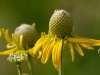 Grayhead Prairie Coneflower