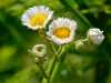 Daisy Fleabane