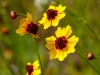 Plains Coreopsis