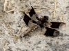 Common Whitetail Skimmer Dragonfly