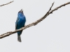 Indigo Bunting