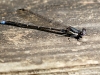 Blue-fronted Dancer Dragonfly