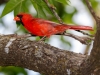 Northern Cardinal