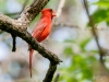 Northern Cardinal