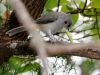 Tufted Titmouse