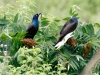 Common Grackle