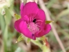 Purple Poppy Mallow