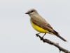 Western Kingbird