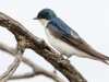 Tree Swallow