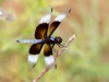 Widow Skimmer Dragonfly