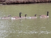 Canada Goose