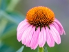 Narrow-leaved Purple Coneflower