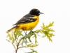 Baltimore Oriole