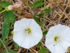 Field Bindflower