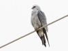 Mississippi Kite