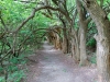 Great Plains Hedgerow