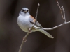 Yellow-eyed Junco