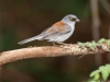 Yellow-eyed Junco