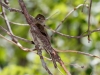 Cordilleran Flycatcher