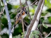 Spotted Towhee