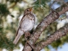 Hermit Thrush