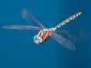 Blue-eyed Darner