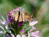 Pahaska Skipper on Rocky Mountain Bee Plant