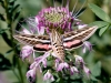 White-lined Sphinx Moth